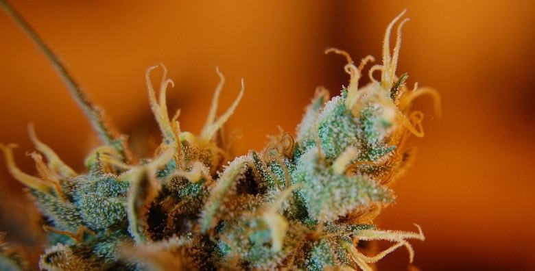 Leichte Cannabisblume mit reifen Trichomen