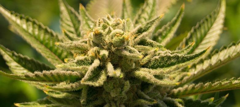Cannabispflanze mit thc