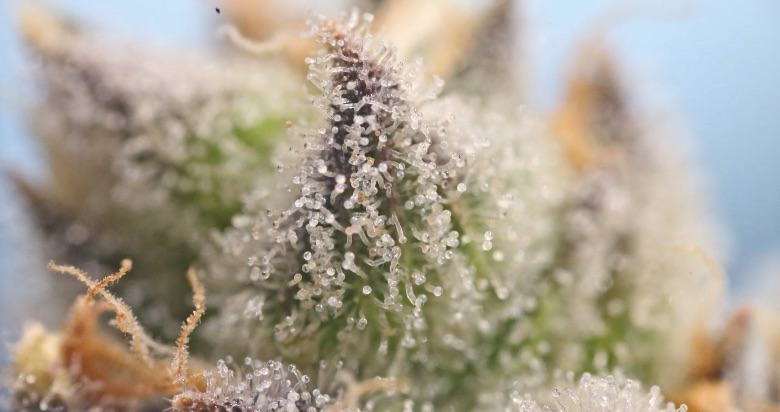 Cannabis-Trichome mit einer Lupe gesehen