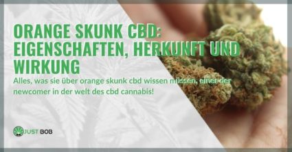 Die Eigenschaften und Herkunft von Orange Skunk CBD Cannabis