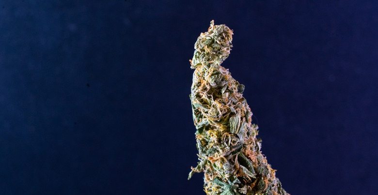 Die Eigenschaften von Orange Skunk cbd