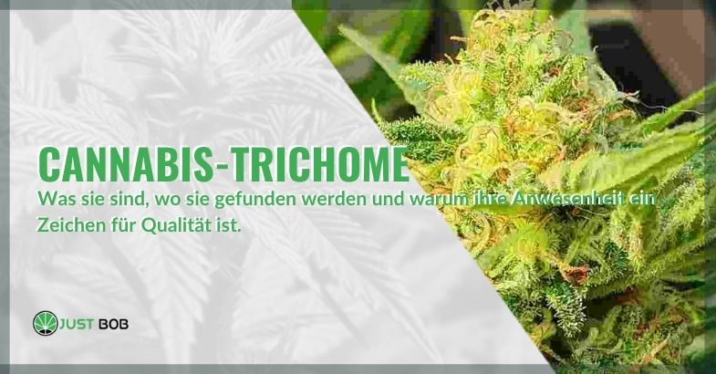 Was sind Cannabis Trichome und warum sind sie sehr wichtig?