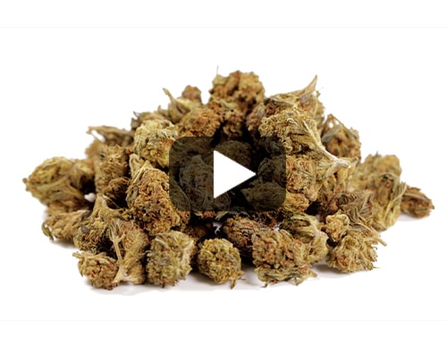 cbd-blueten-GG#4-cbd-boost-klein