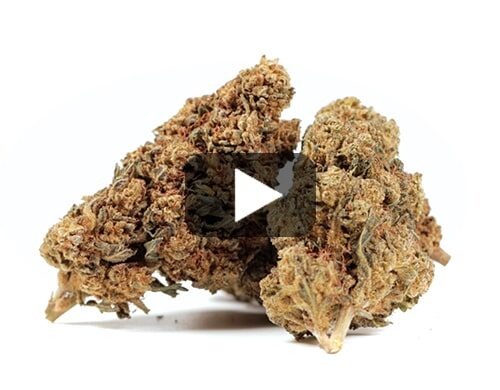 cbd-gras-gg#4-cbd-boost