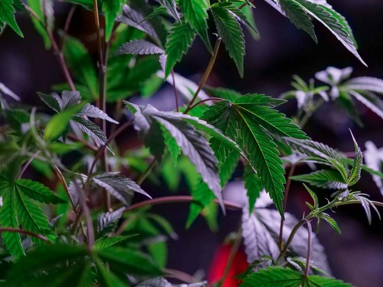 Bio-Anbau von Marihuana