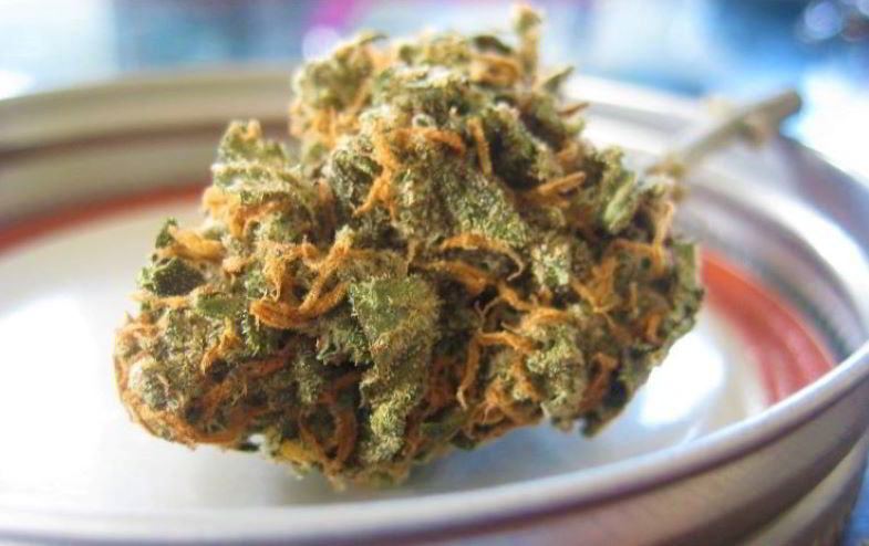 Bio-Anbau und Aromen von leichtem Cannabis