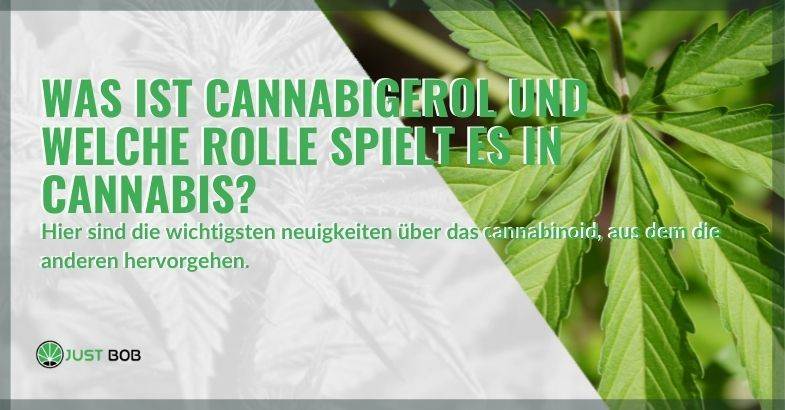 Die gängigsten Cannabis-Derivate