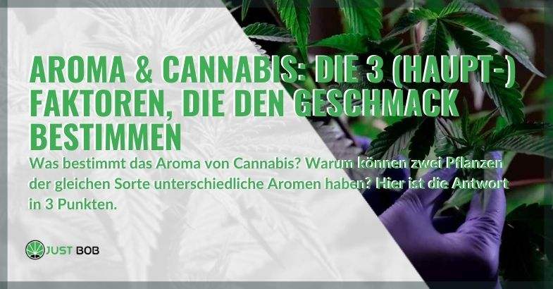 3 Hauptfaktoren, die das Aroma von Marihuana bestimmen