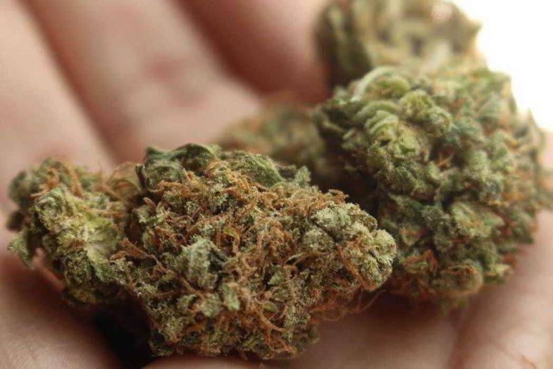 Erfahren Sie mehr über Cannabigerol (CBG).