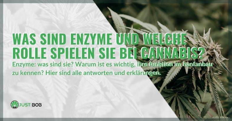 Was sind Enzyme in Cannabis und warum sind sie wichtig!