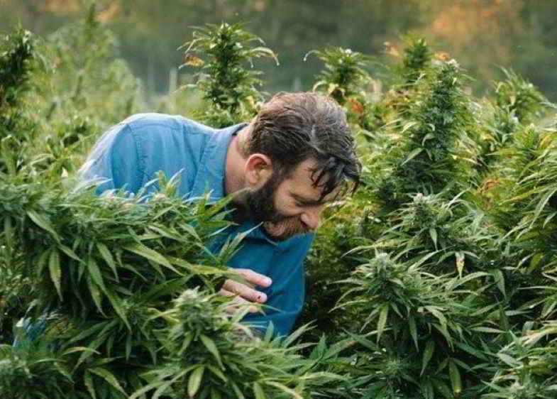 Kontrolle der Wirkung von Enzymen in Cannabis