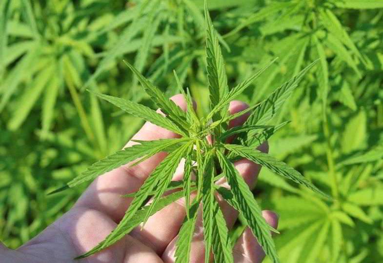 Die Rolle von Enzymen in Marihuana