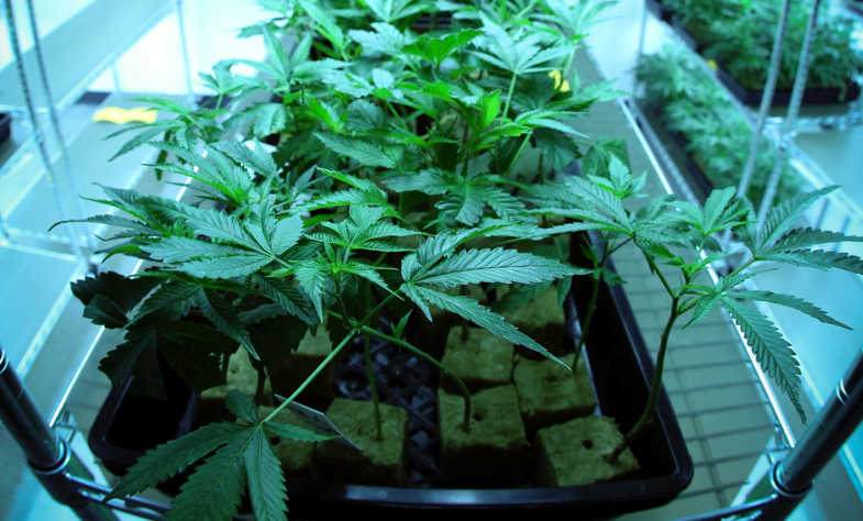 Leichter Cannabis genießt deutliche Vorteile beim aeroponischen Anbau