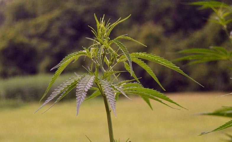 Cannabigerol: Was ist es und warum spielt es eine so wichtige Rolle in der Cannabispflanze?