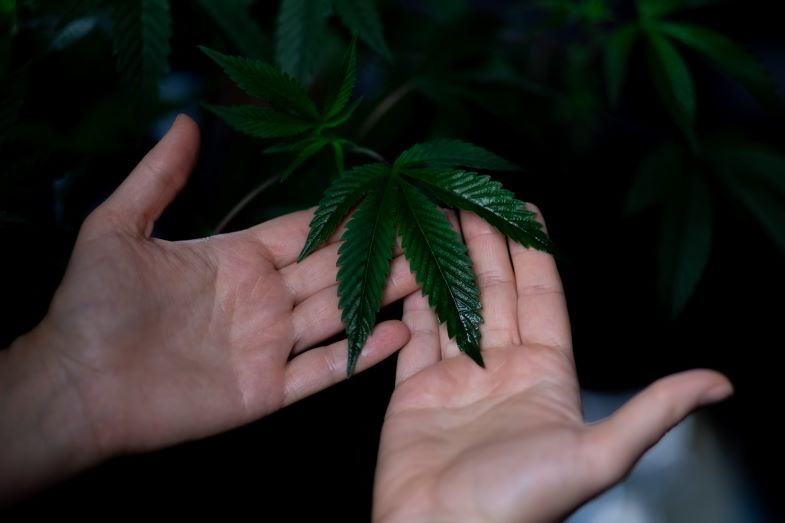 Marihuana und das Automobil sind Realitäten