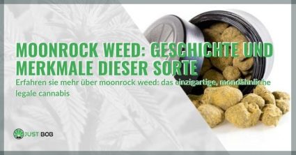 Die Geschichte und Eigenschaften des Moon Rock Weed