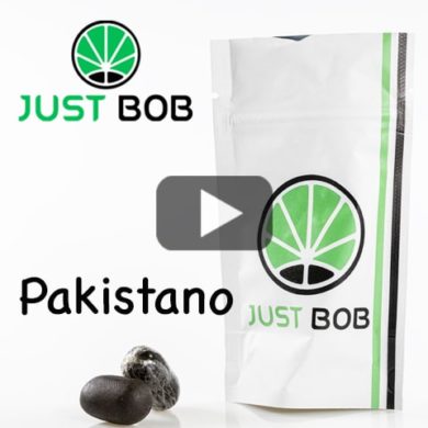 cbd-haschisch-pakistano-mit-hohem-CBD-Gehalt