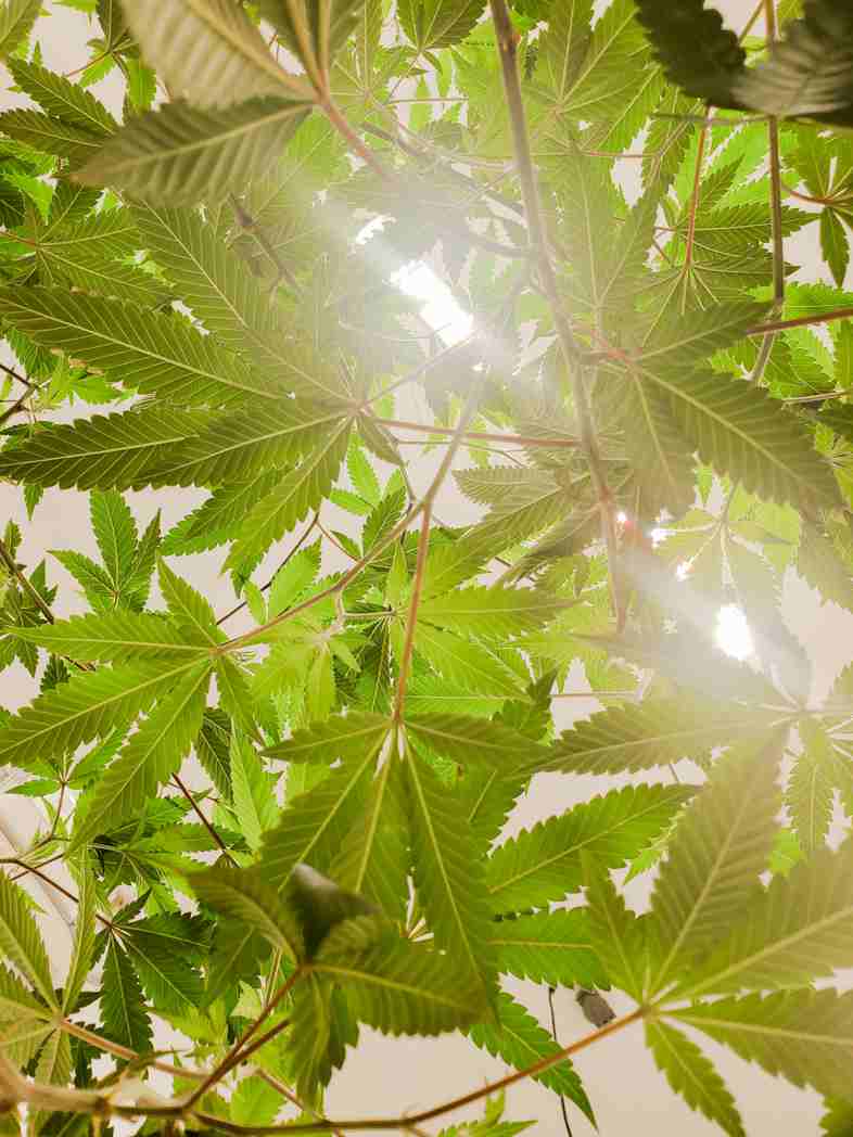 Die positiven und Nebenwirkungen von CBD