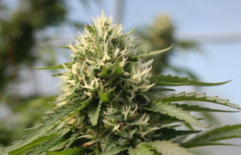 Wie bekomme ich eine volle Cannabisblüte