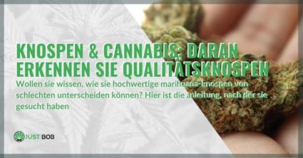 So können Sie feststellen, ob Ihre Cannabisknospen von guter Qualität sind.