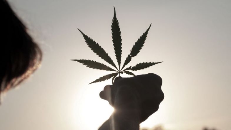 Amazon und seine Haltung zur Legalisierung von Hanf