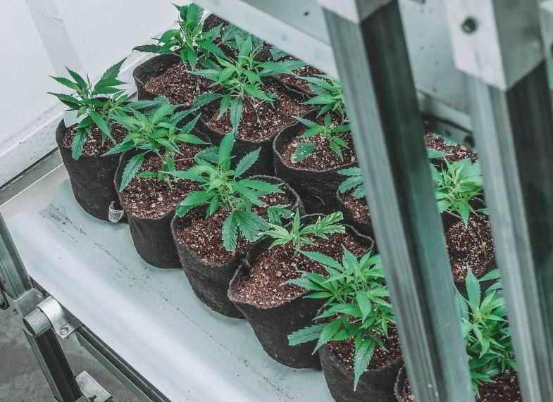 Gewebetöpfe zur Sauerstoffversorgung der Marihuana-Wurzeln