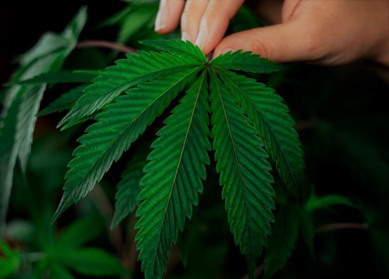 New York legalisiertes Marihuana