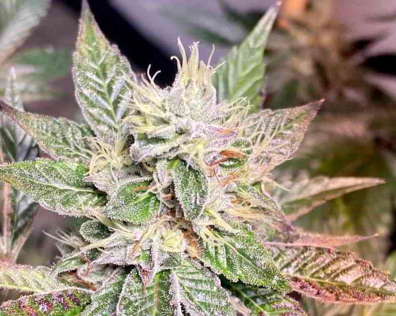 Pflanze, aus der das Cannabisharz gewonnen wird