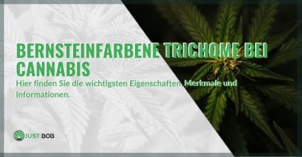 Alles über bernsteinfarbene Cannabis-Trichome