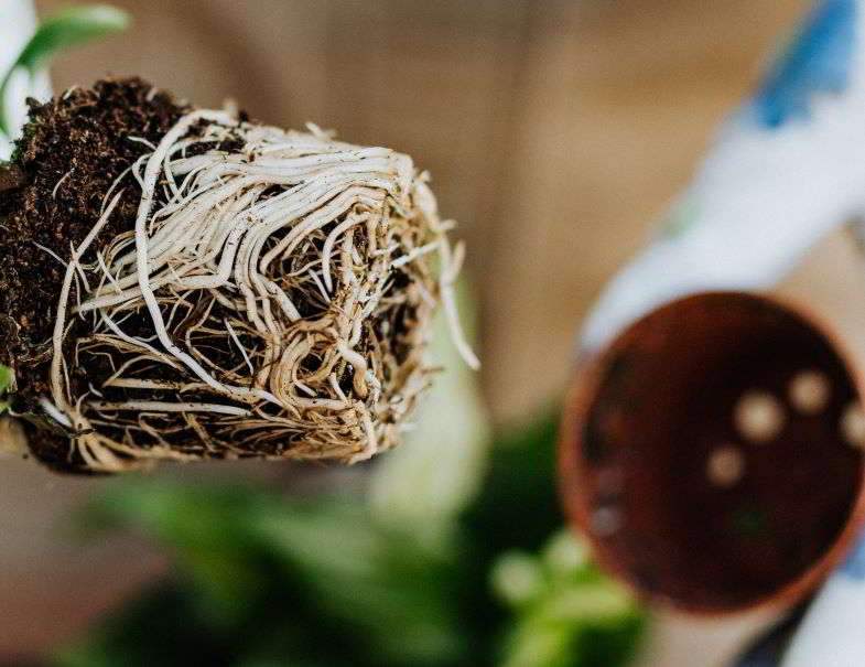 Die Verstrickung der Wurzeln von Marihuana