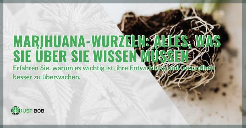 Alles, was Sie über die Wurzeln von Marihuana wissen müssen