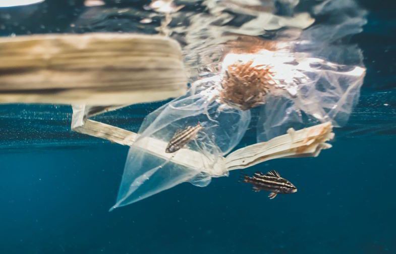 Chemischer Kunststoff, der die Umwelt belastet, soll durch Hanf ersetzt werden