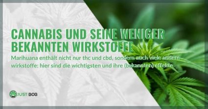 weniger-bekannte-cannabis-wirkstoffe Die Wirkstoffe von Cannabis und ihre Wirkung