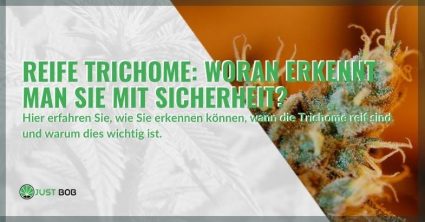 So erkennen Sie die richtige Reifung der Trichome