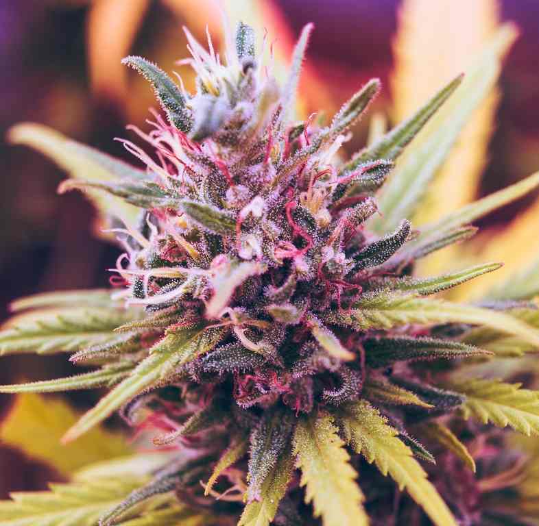 Cannabisblüten sind am hilfreichsten bei der Linderung von Übelkeit