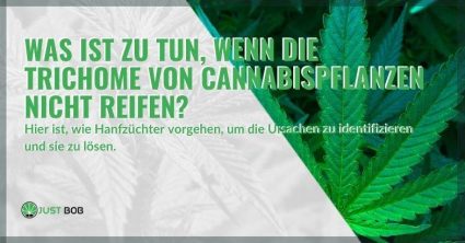 Was tun, wenn die Trichome nicht reifen und wie man die Ursachen erkennt.