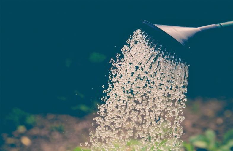 Unterschiedliche Bewässerung für Trichome, die nicht reifen