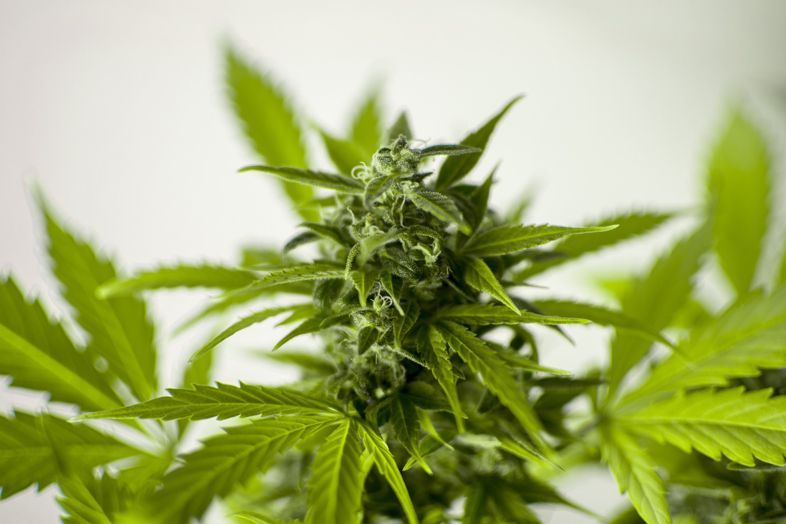 Die Kryptowährungsinvestition in Cannabis