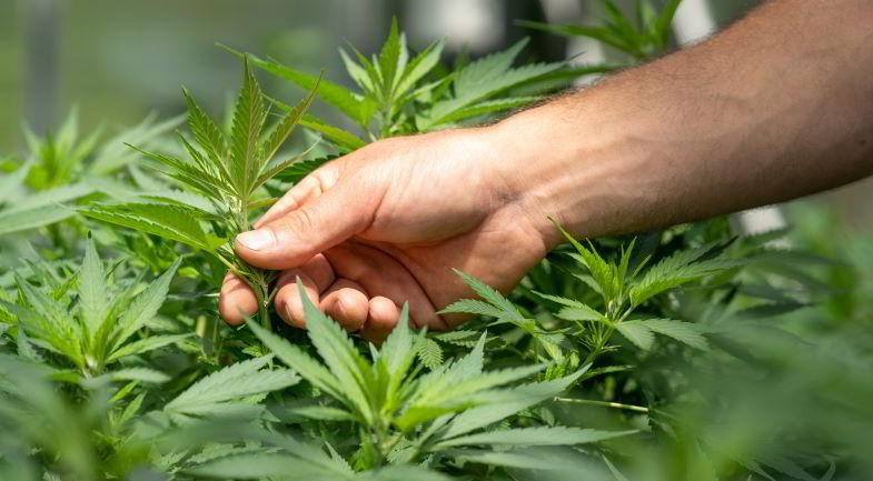 Anbau von Cannabis