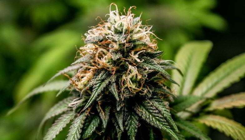 Cannabispflanze