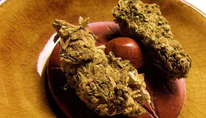 Haschisch-Ball zwischen zwei Marihuana-Blütenstöcken