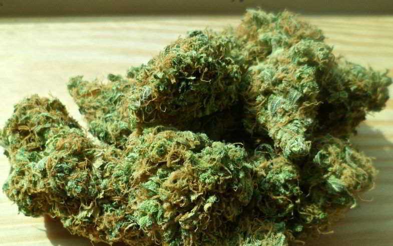 Marihuana-Knospen
