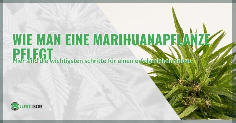 Wie man eine Hanfpflanze pflegt