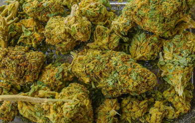 Cannabisknospen