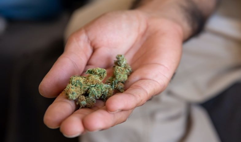 Cannabisknospen