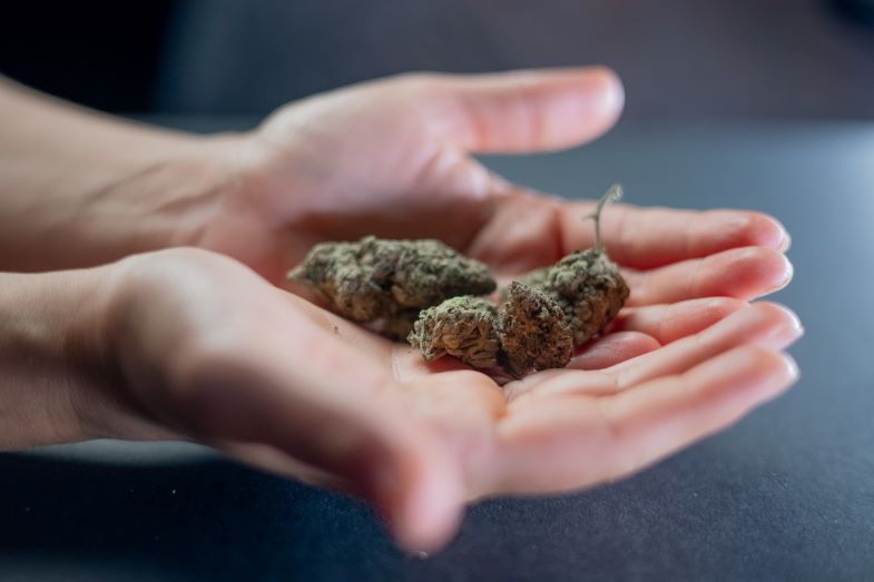 Marihuana-Blütenstände