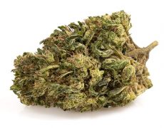 ak47-cbd-boost-small-cbd-blueten