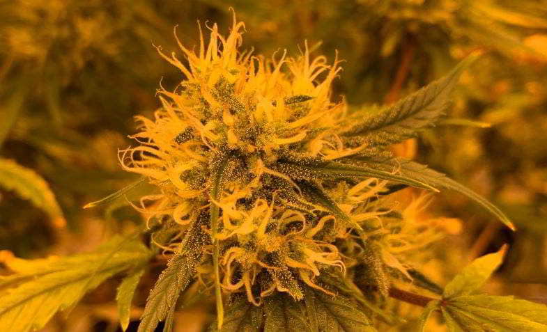 Cannabis in der Blütephase