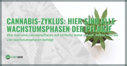 Der Wachstumszyklus von Cannabis