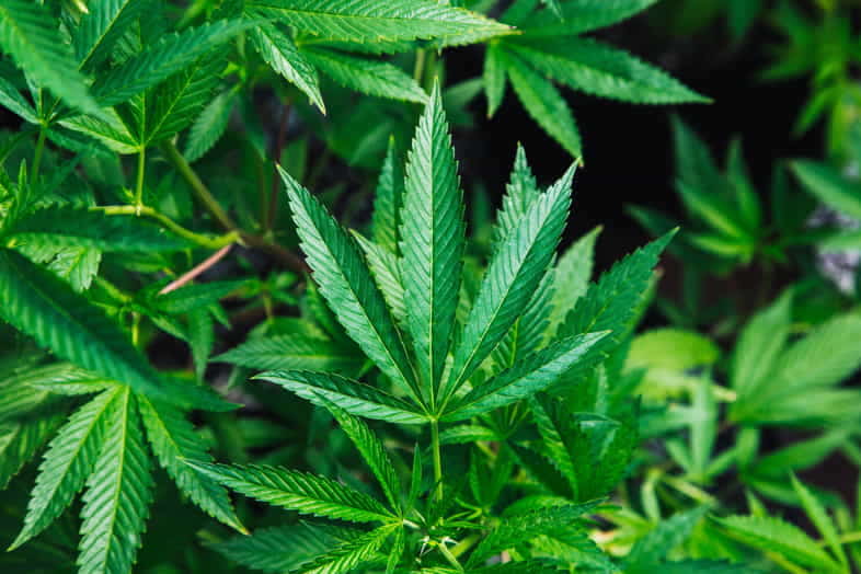 Alles, was Sie über Marihuana wissen müssen